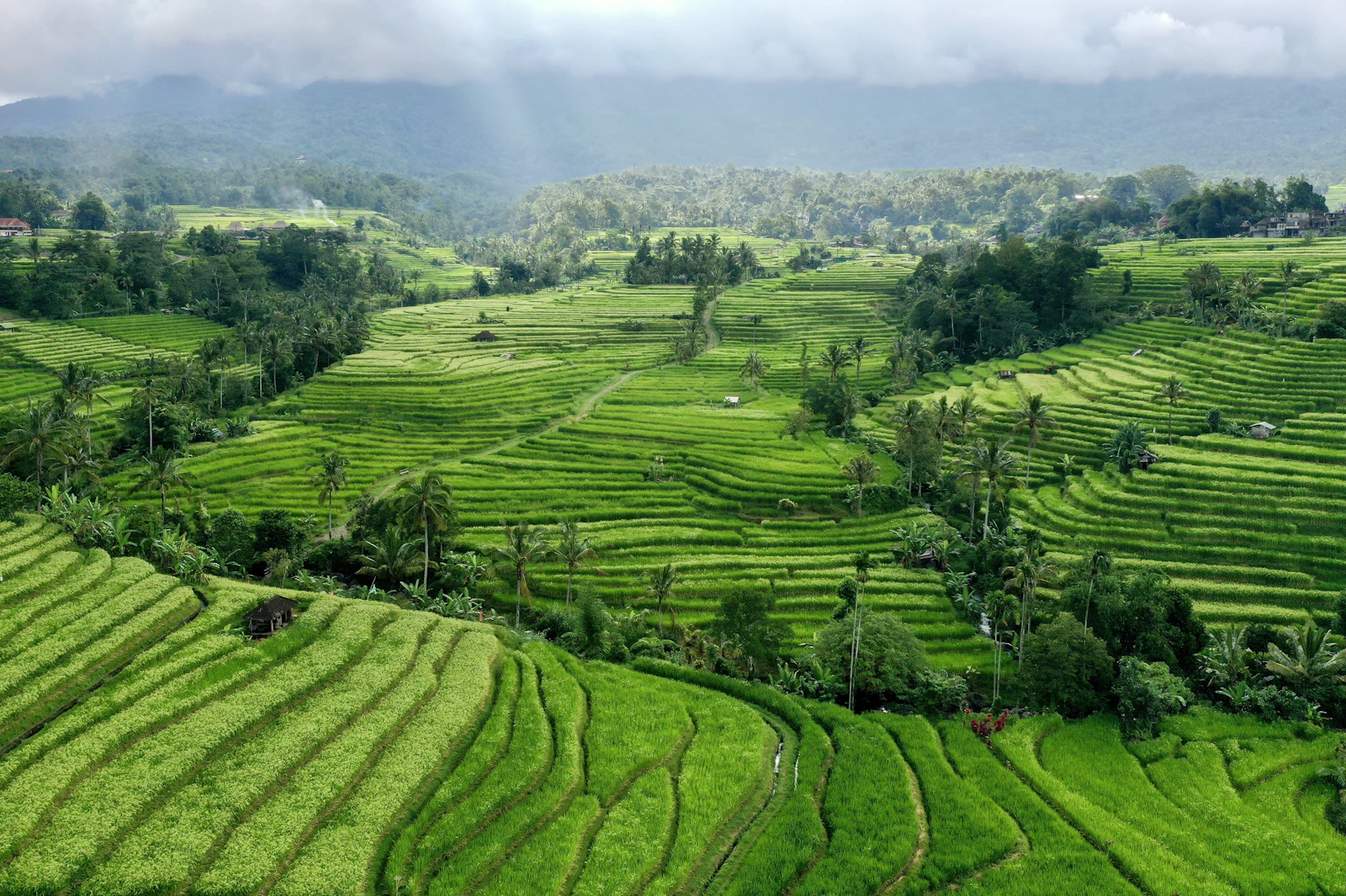 Bali
