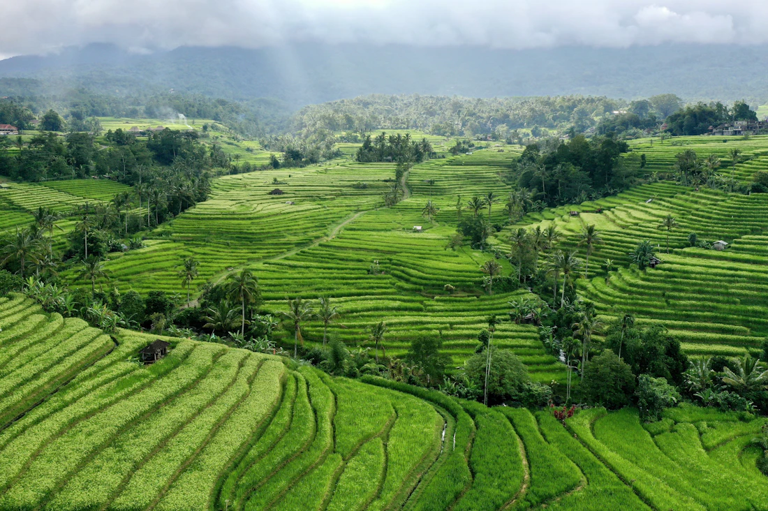 Rice terraces in Bali