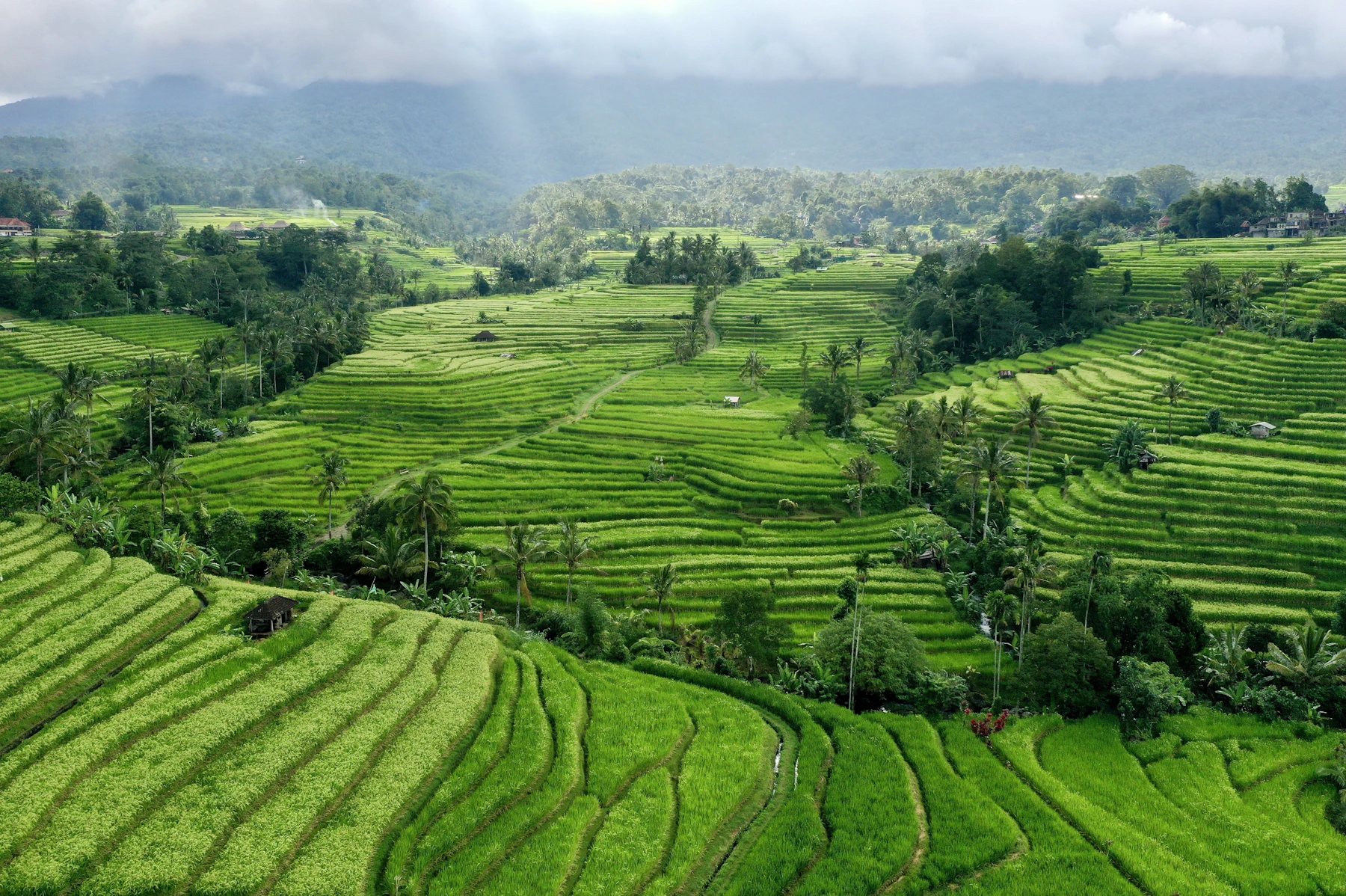 Green rice terraces in Bali
