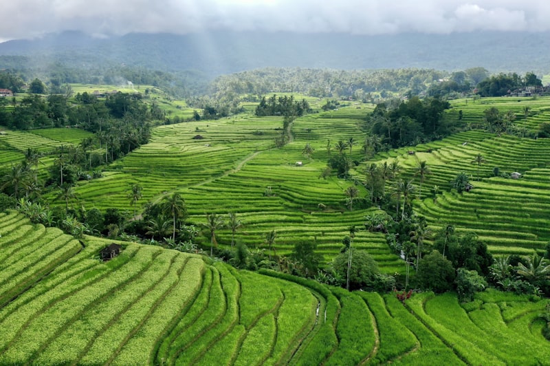Arrozales de Tegalalang