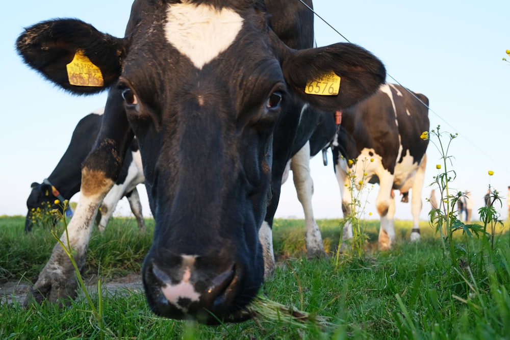 black and white cow on green grass field during daytime