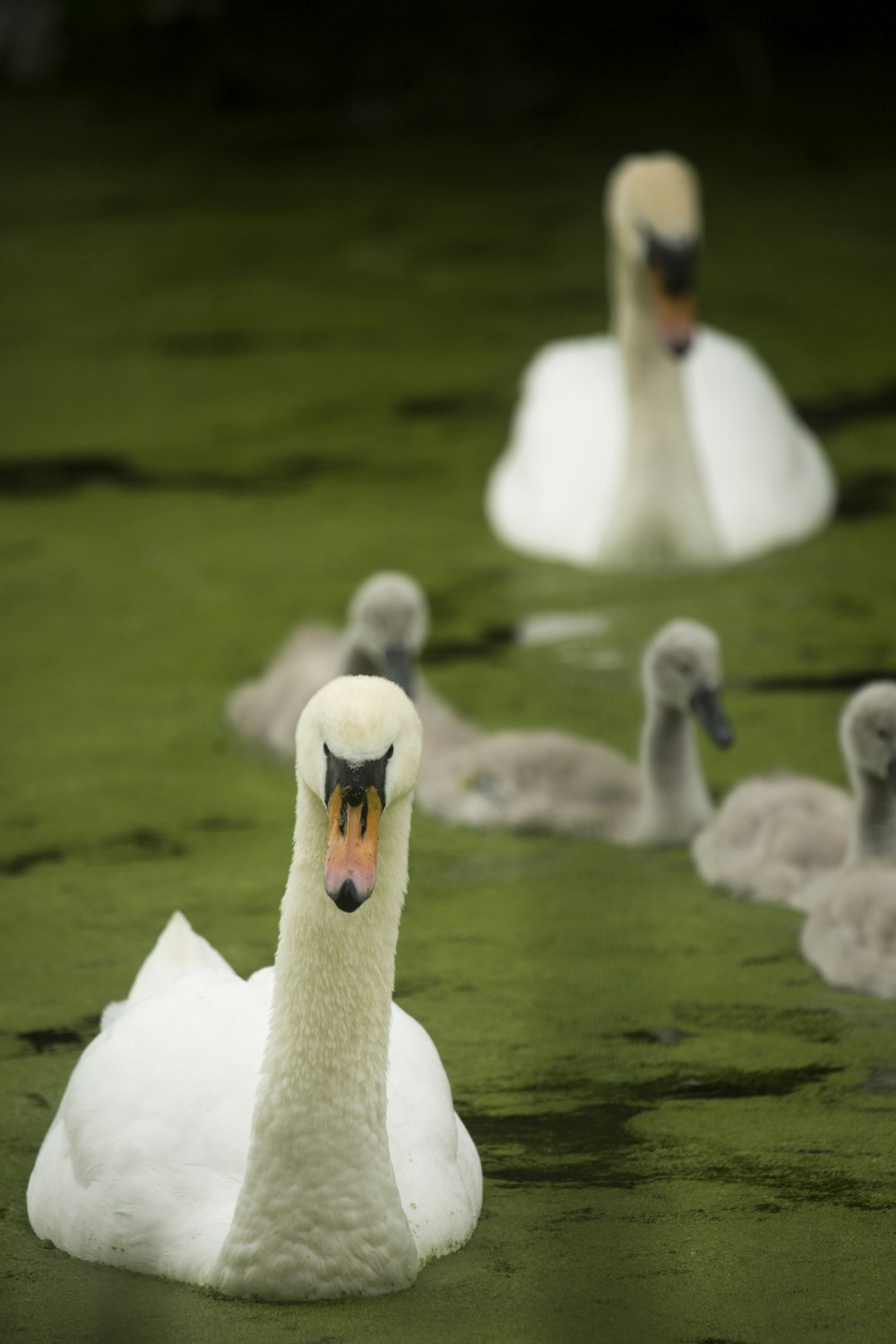 white swan on green water