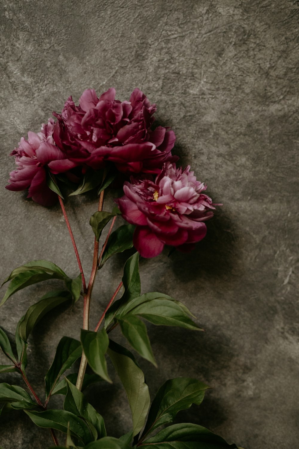 a couple of flowers that are on a table