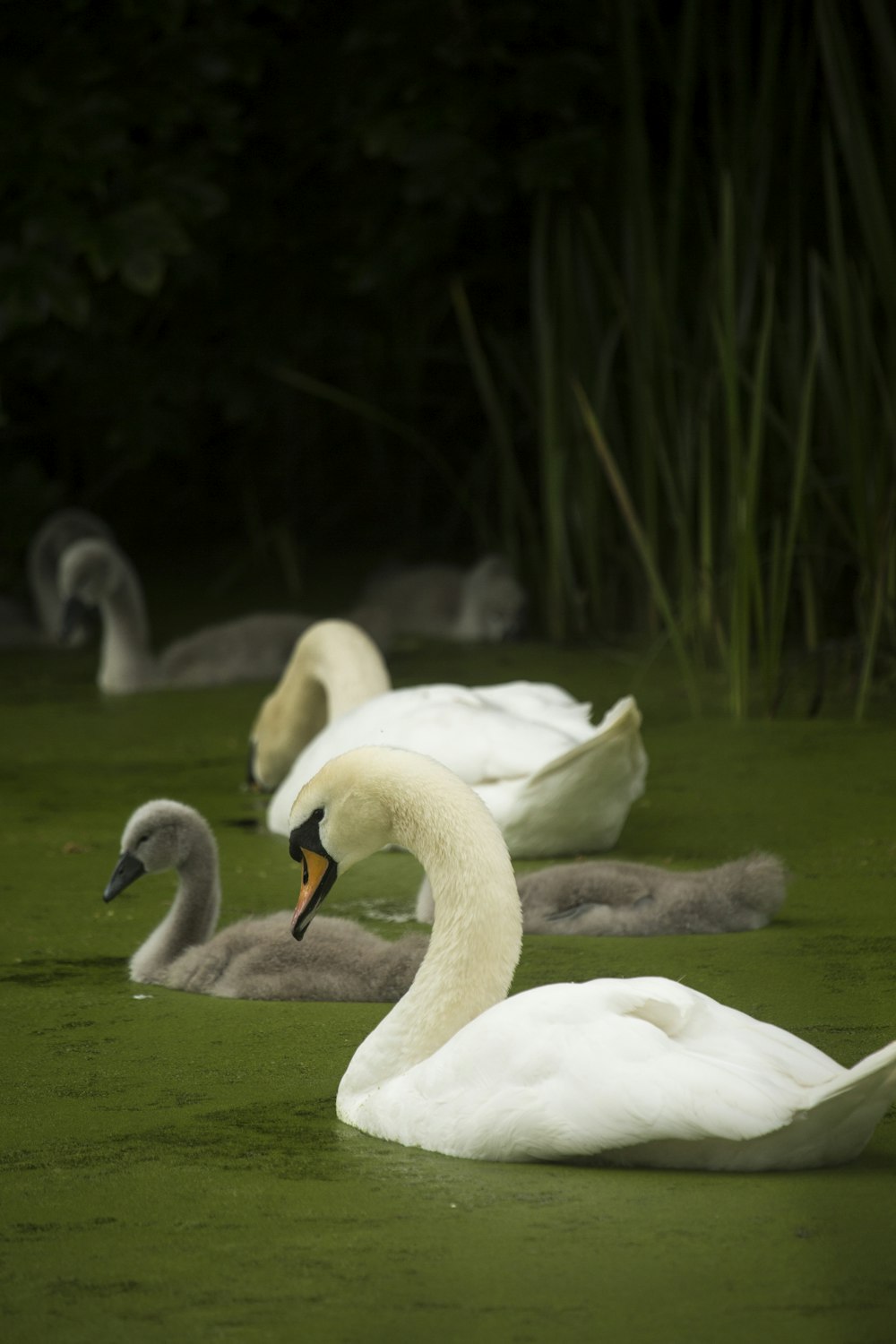 a group of swans floating on top of a lake