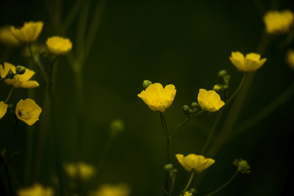 a bunch of yellow flowers that are in the grass