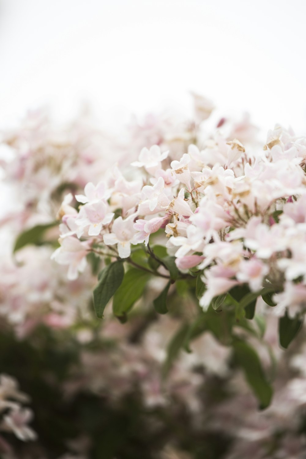 a bunch of flowers that are in a vase