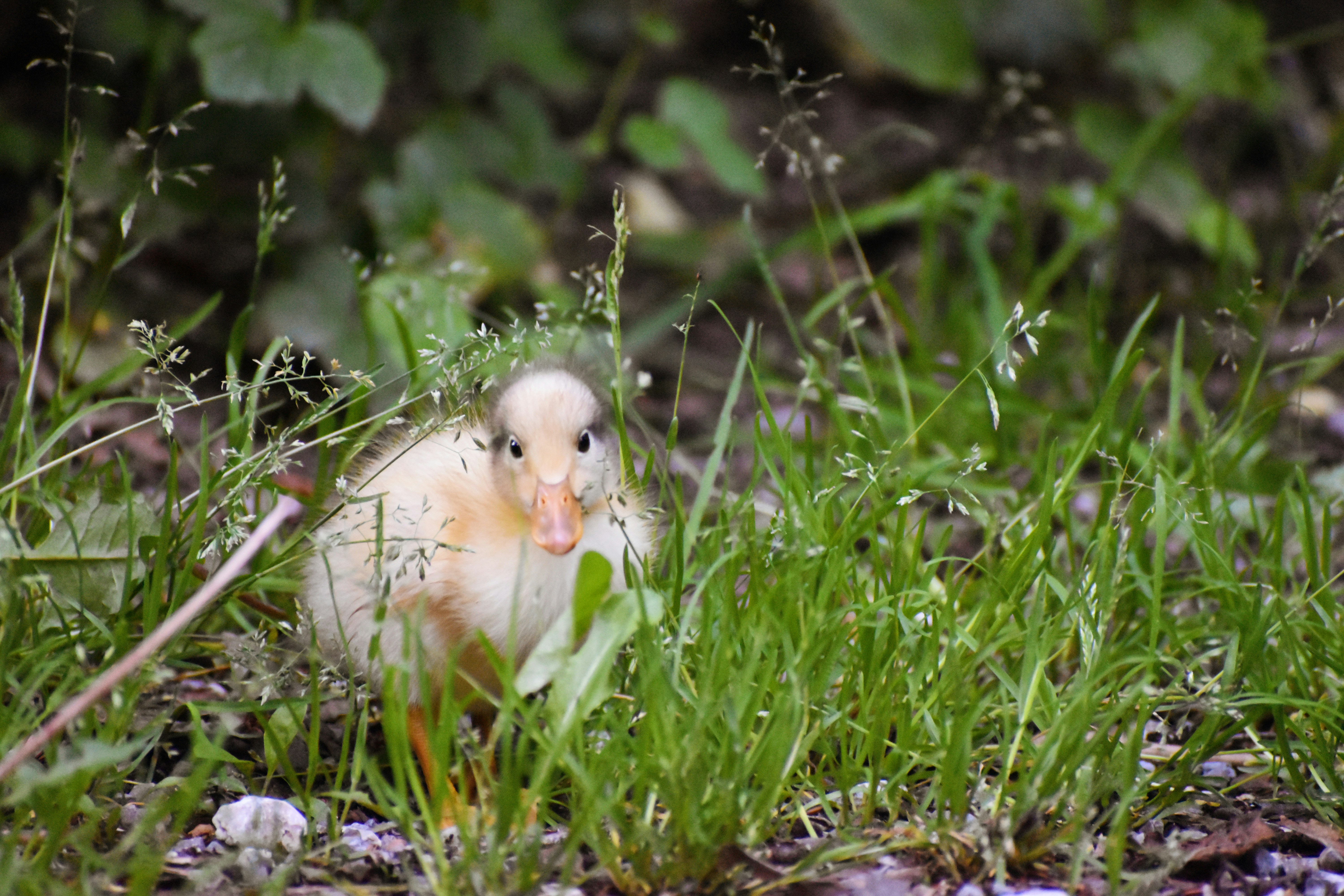 yellow chick on green grass during daytime