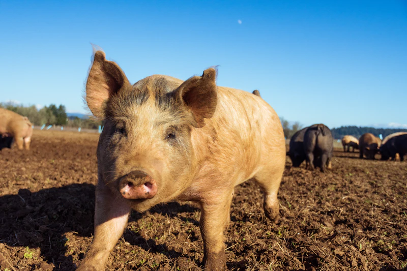 Young pig outdoors on dirt with the herd behind