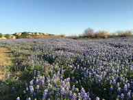 A panoramic view of the Texas Hill Country landscape with wildflowers in the foreground.