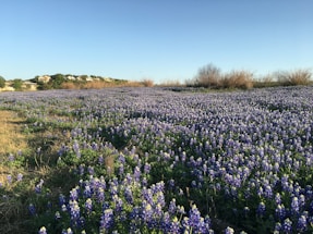 A vast field of bluebonnet flowers stretches across the landscape, with a clear blue sky overhead. Distant hills and a few buildings are visible on the horizon, while patches of dry grass and bushes frame the scene.