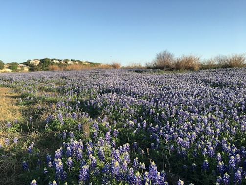 A vast field of bluebonnet flowers stretches across the landscape, with a clear blue sky overhead. Distant hills and a few buildings are visible on the horizon, while patches of dry grass and bushes frame the scene.