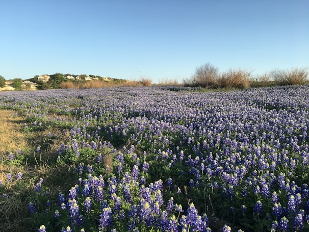 A picturesque view of a lawn treatment in progress with bluebonnets.