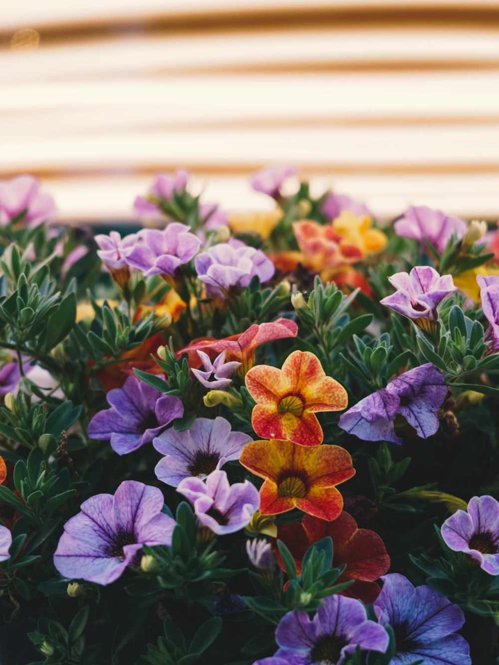 flores vermelhas e roxas com folhas verdes