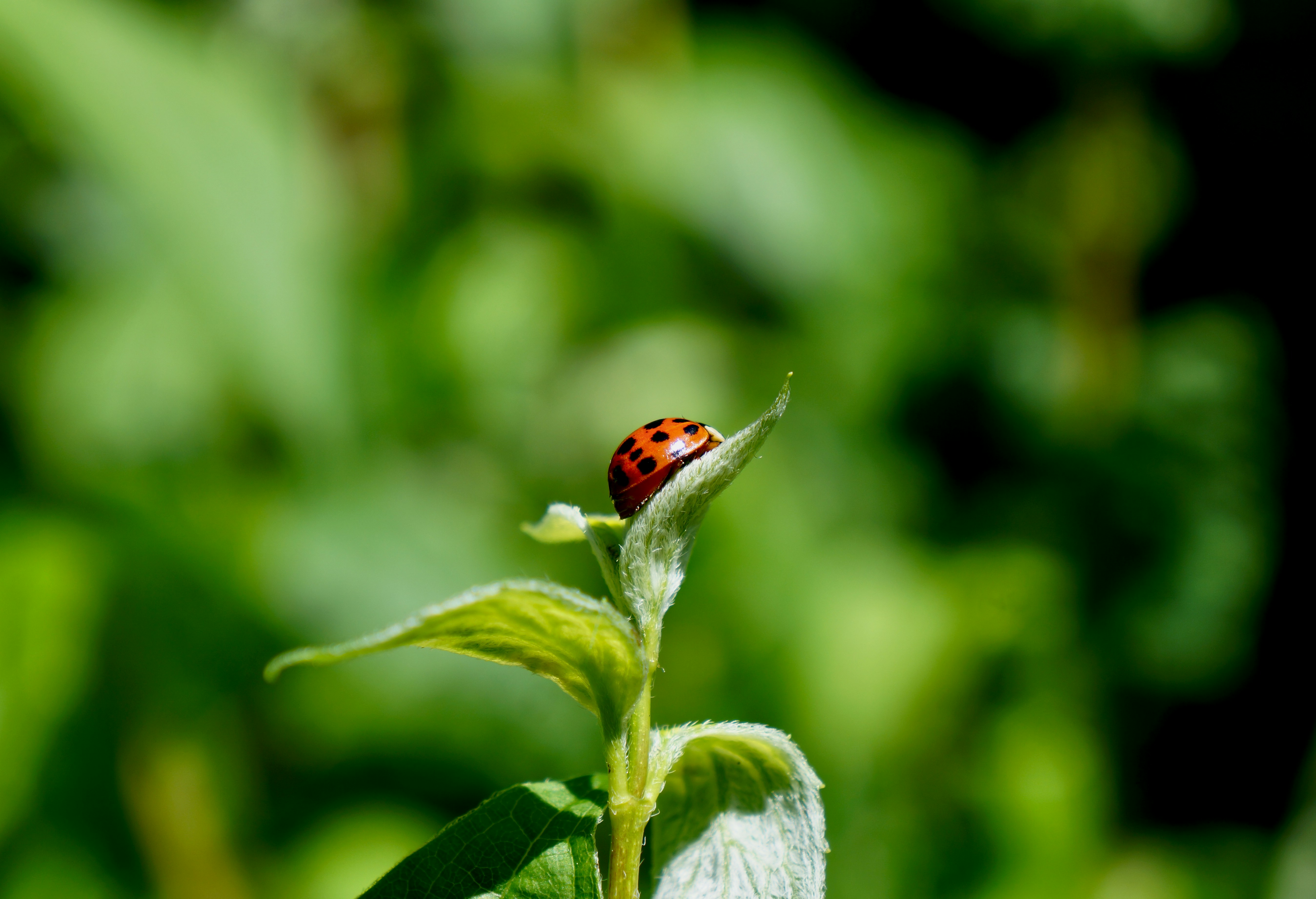 Photo by peterburdon