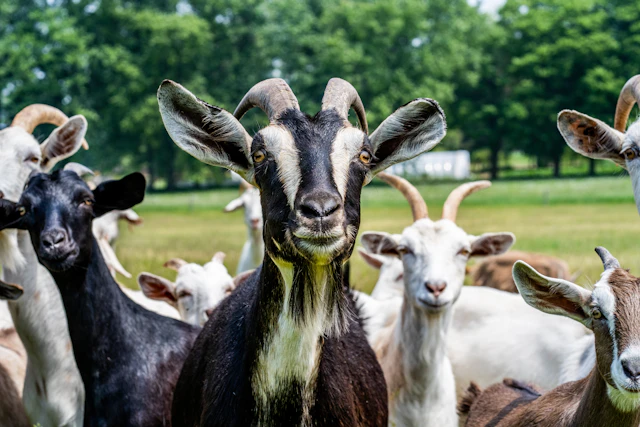 A herd of goats on a farm
