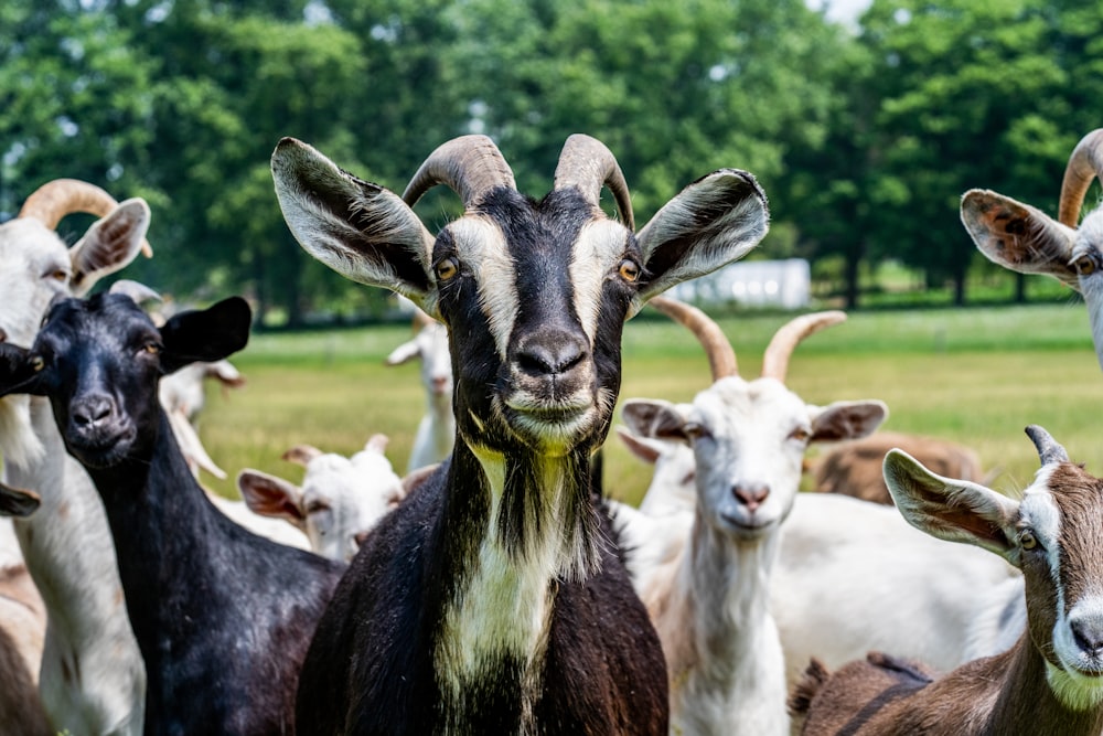 herd of goats on green grass field during daytime