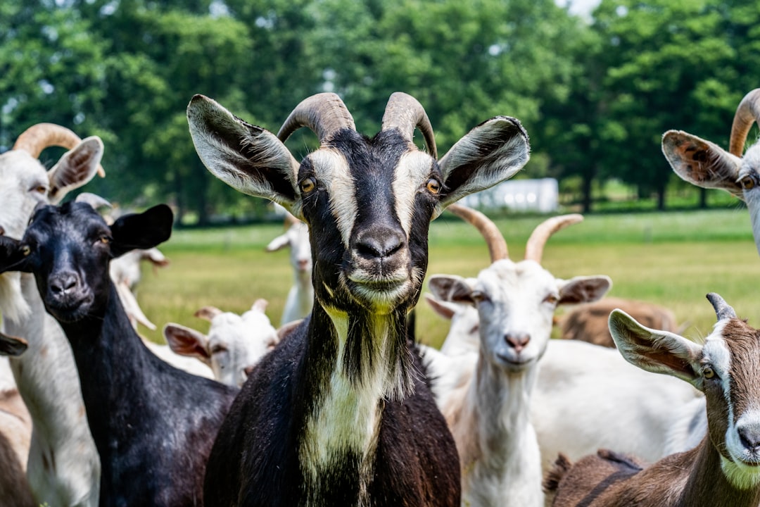Off the Beaten Path: Australia's Quirky Rail Goats Keeping Tracks F… — Off the Beaten Path