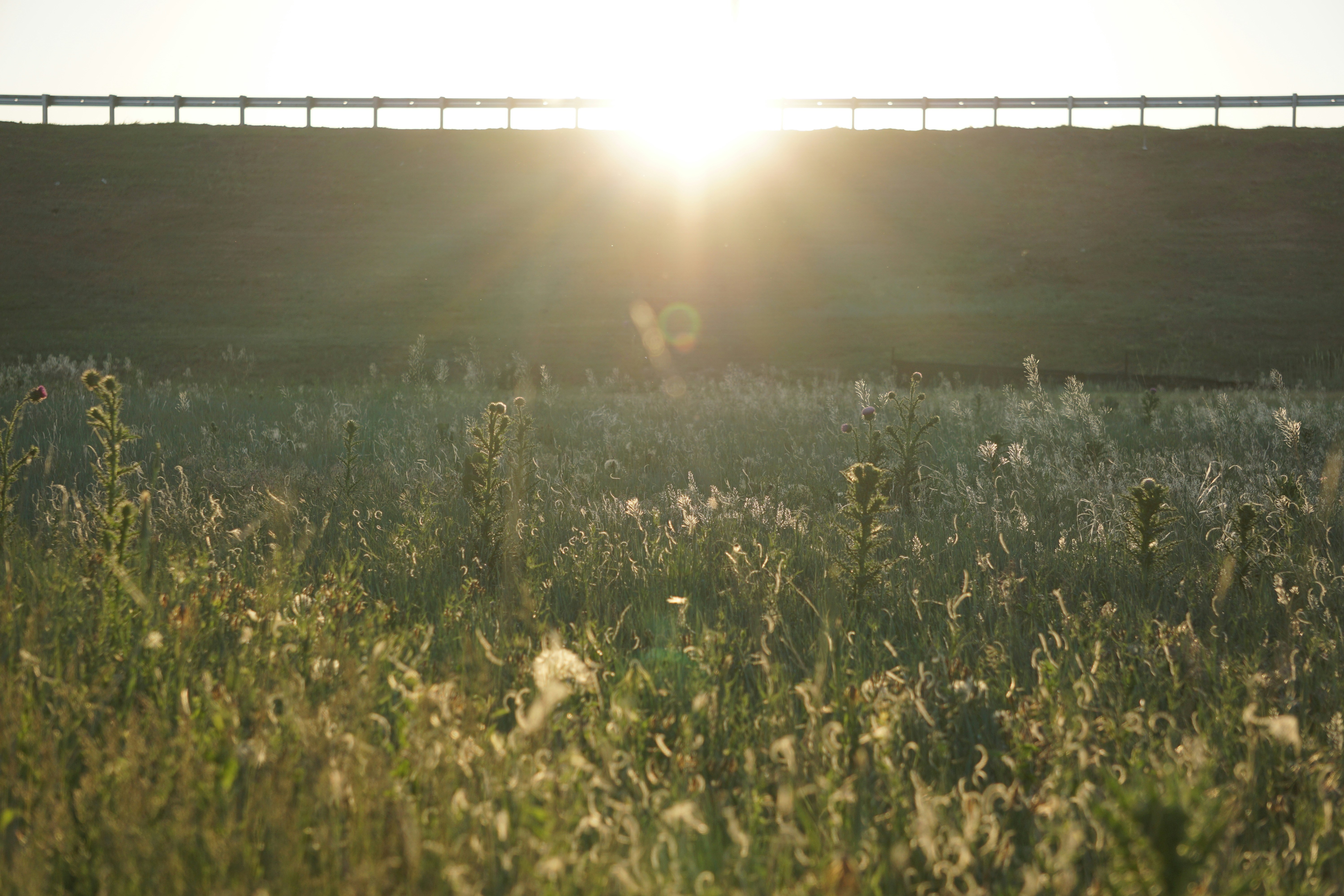 green grass field during daytime