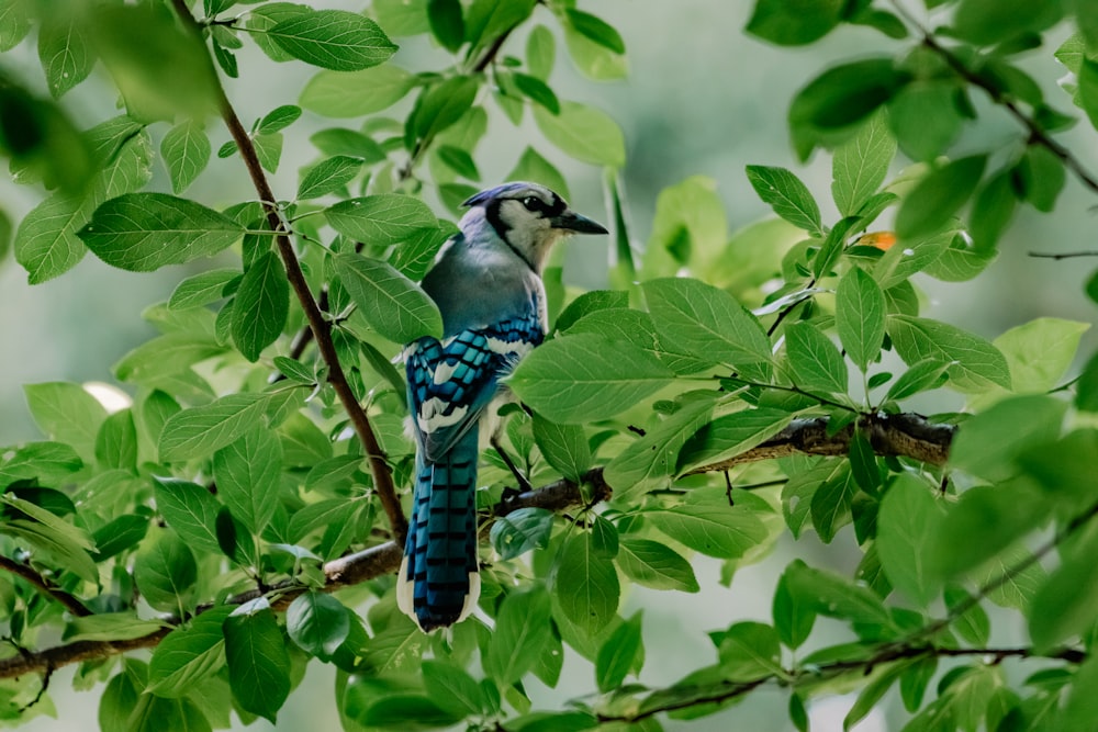 blue and white bird on green leaves during daytime