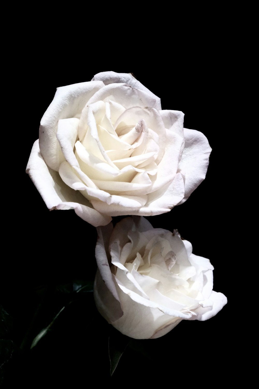 um par de rosas brancas sentadas em cima de uma mesa