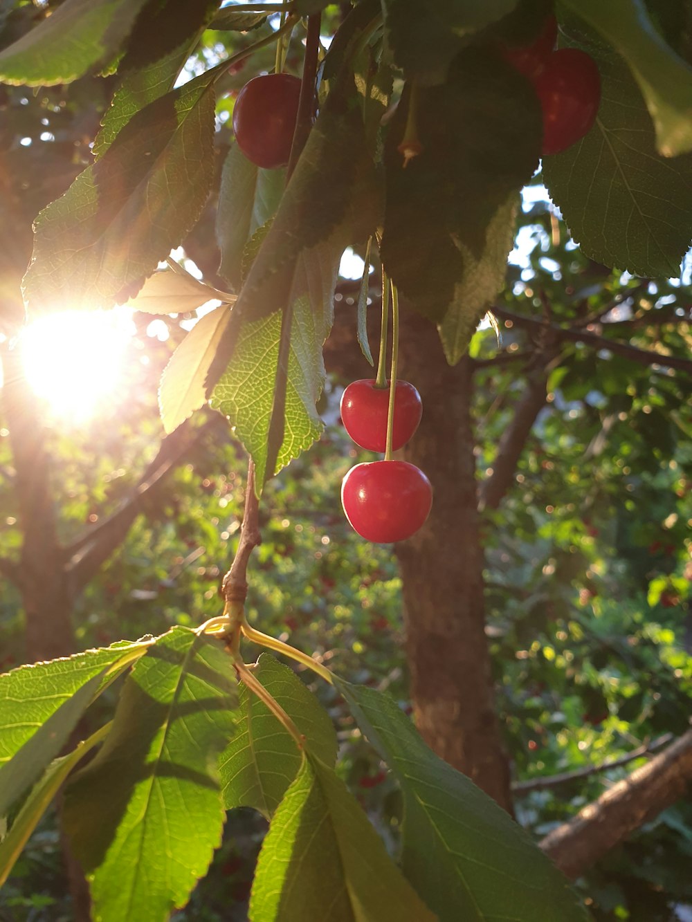 red round fruit on tree during daytime