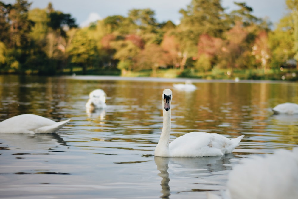 a group of swans swimming on top of a lake