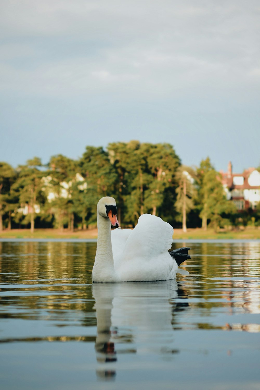 white swan on water during daytime