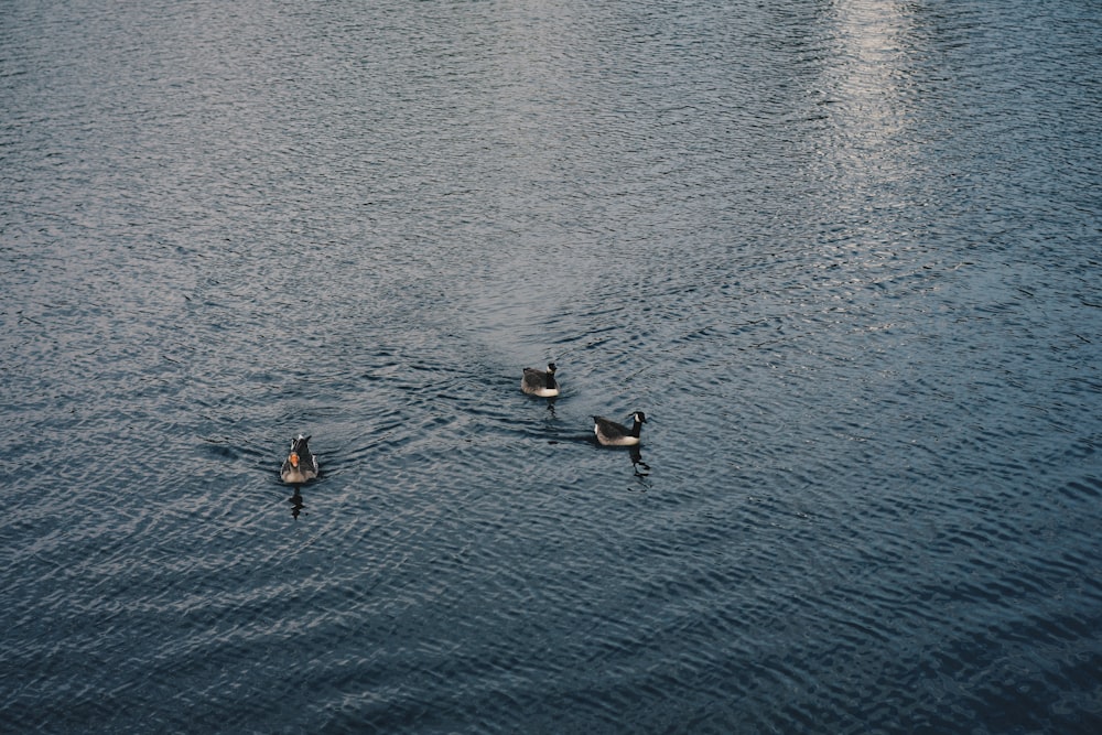 les personnes qui nagent sur le plan d’eau pendant la journée