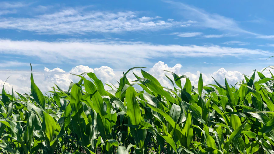 Green corn field under a blue sky