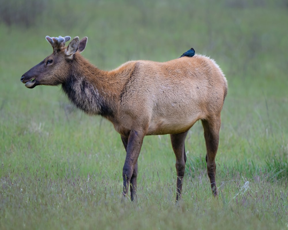 brown deer on green grass field during daytime