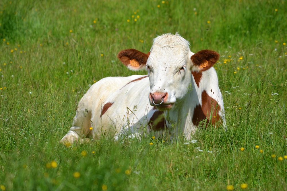 white and brown cow on green grass field during daytime