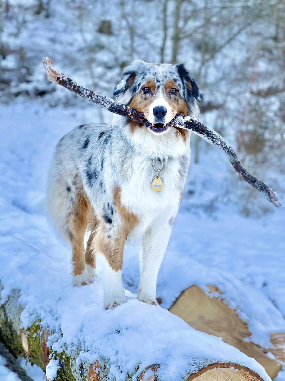 white and brown short coated dog on snow covered ground during daytime