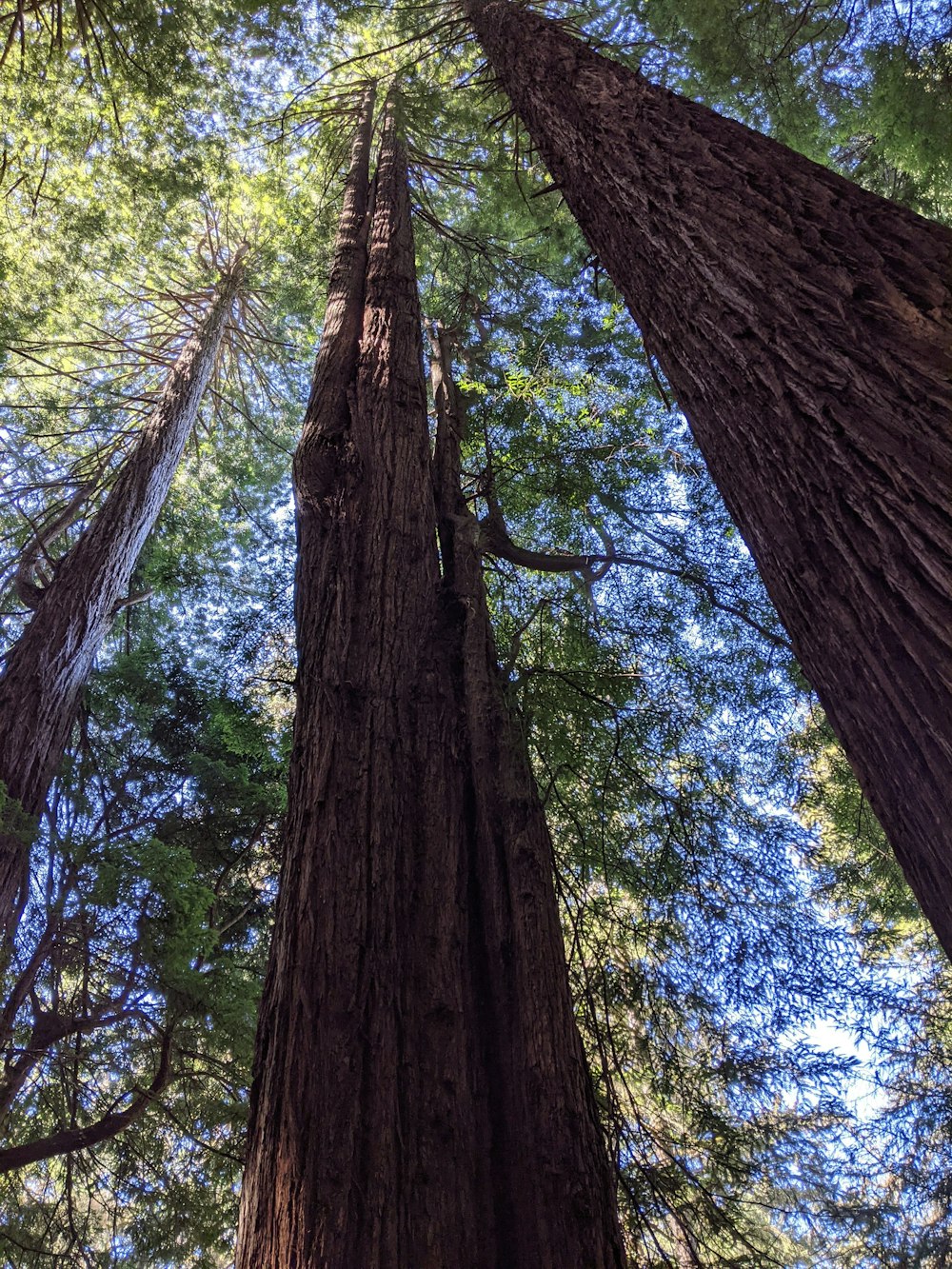 low angle photography of green trees during daytime