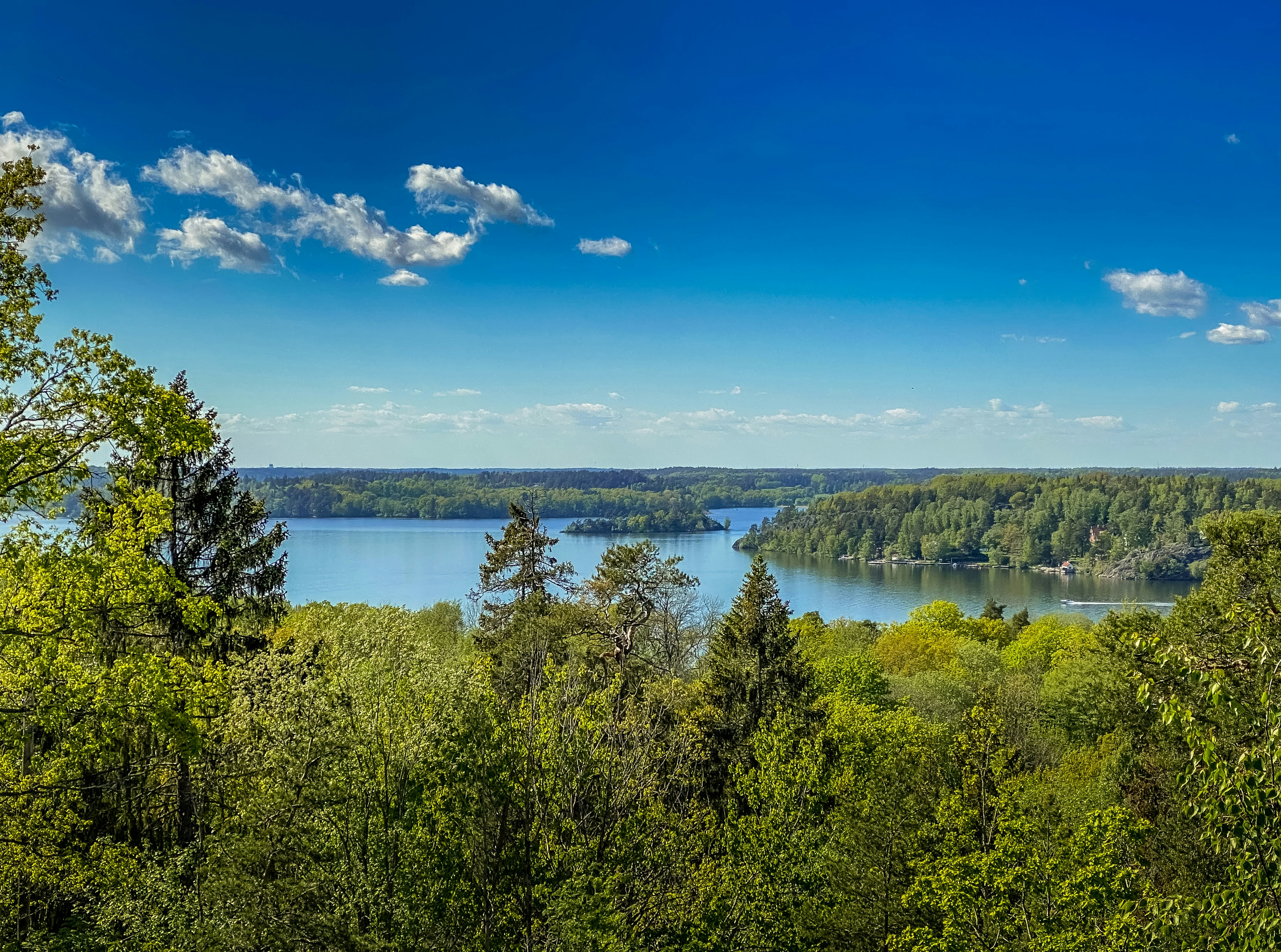 green trees near lake under blue sky during daytime