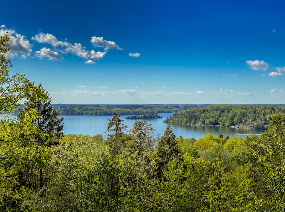 green trees near lake under blue sky during daytime