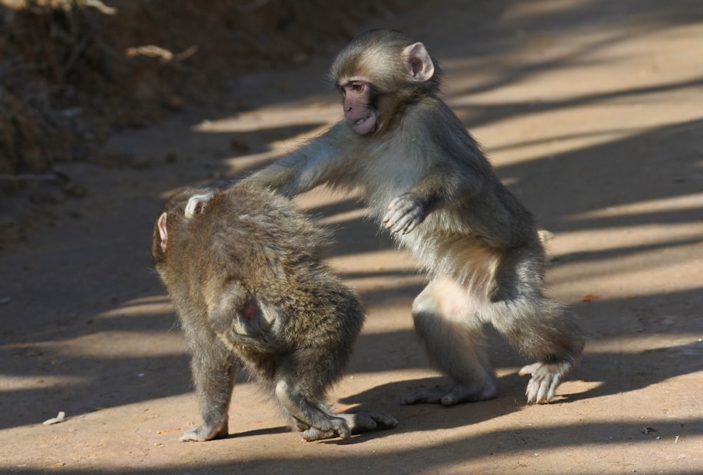 two brown monkeys on brown soil during daytime