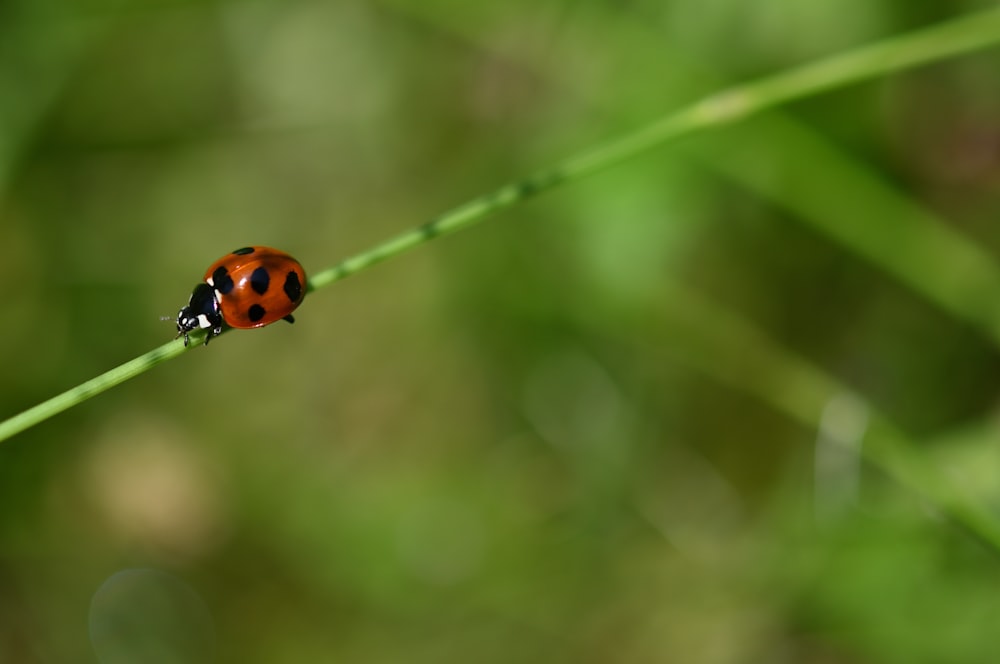 a lady bug sitting on top of a green leaf