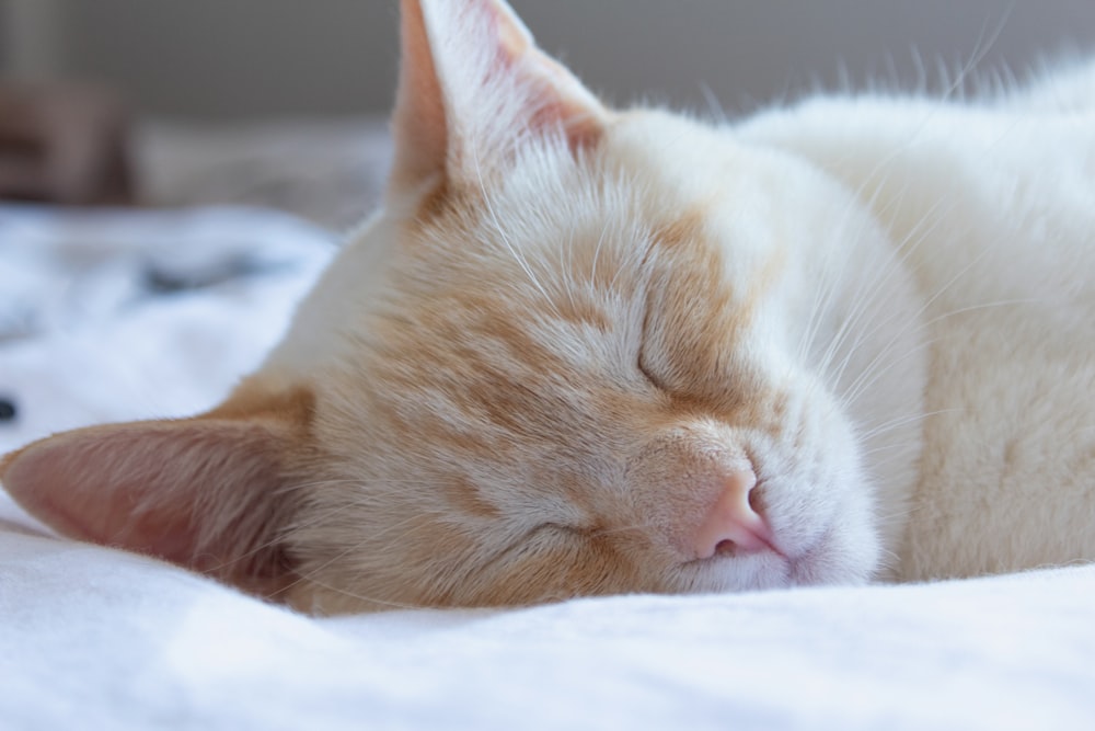 orange tabby cat lying on white textile