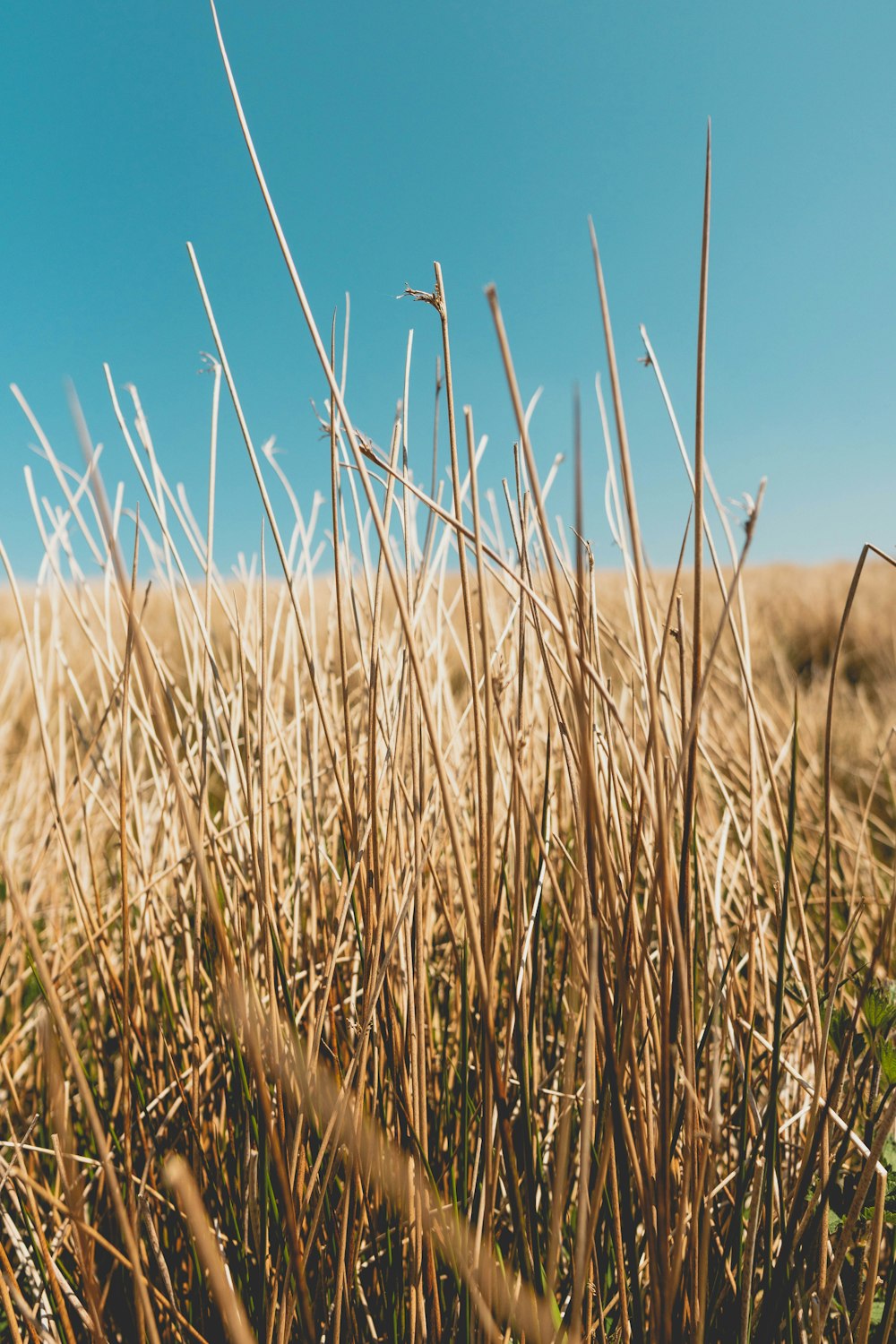 brown wheat field under blue sky during daytime