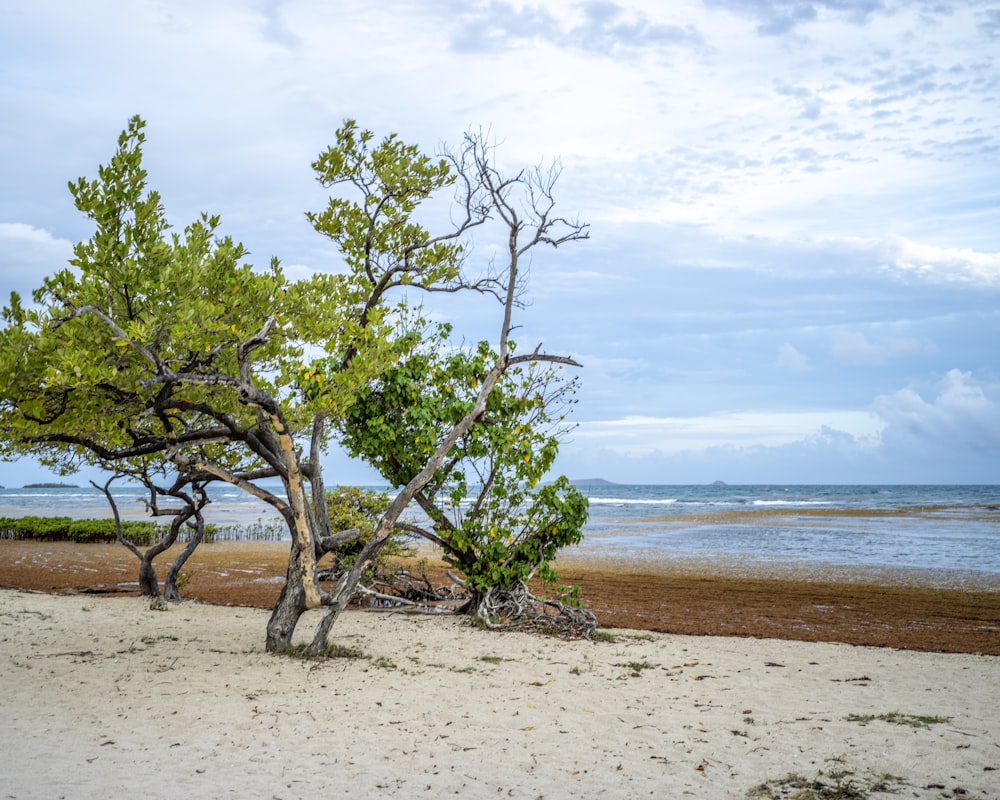 árvore verde na areia marrom perto do corpo de água durante o dia