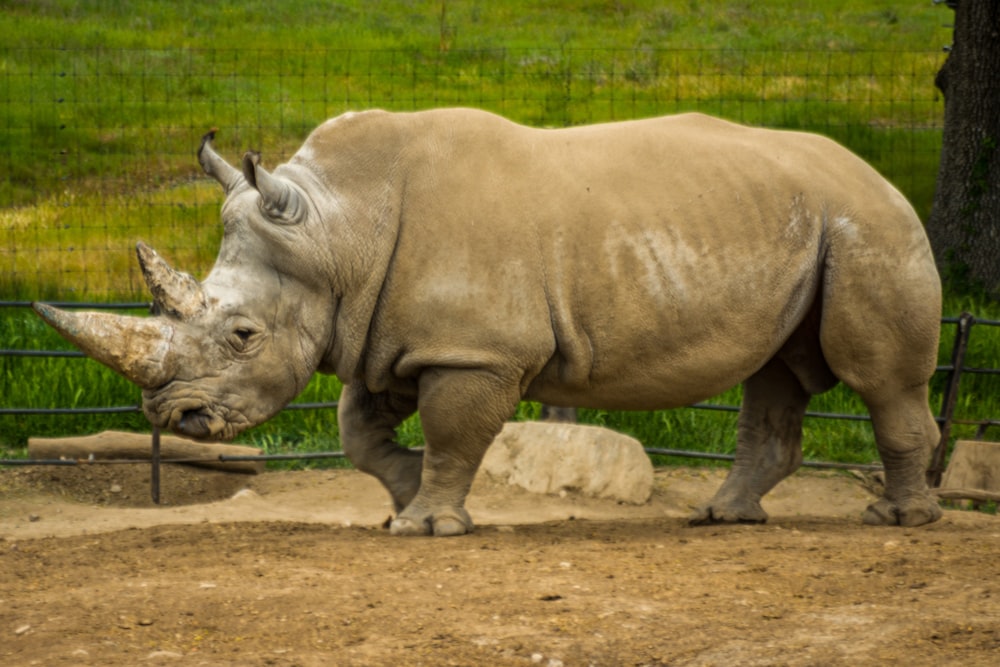 rinoceronte grigio su terreno marrone durante il giorno