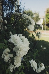 a bush of white flowers in a park