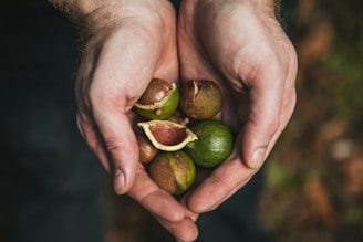 Hands cupping several green and brown nuts, some partially cracked open to reveal a reddish-brown interior. The background is a blurred, natural setting, likely outdoors.