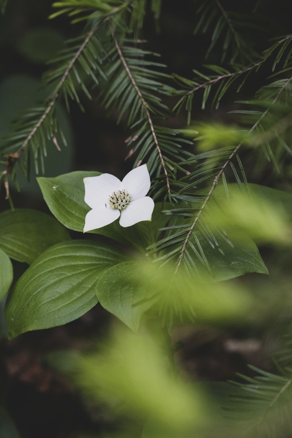 녹색 잎에 흰 꽃