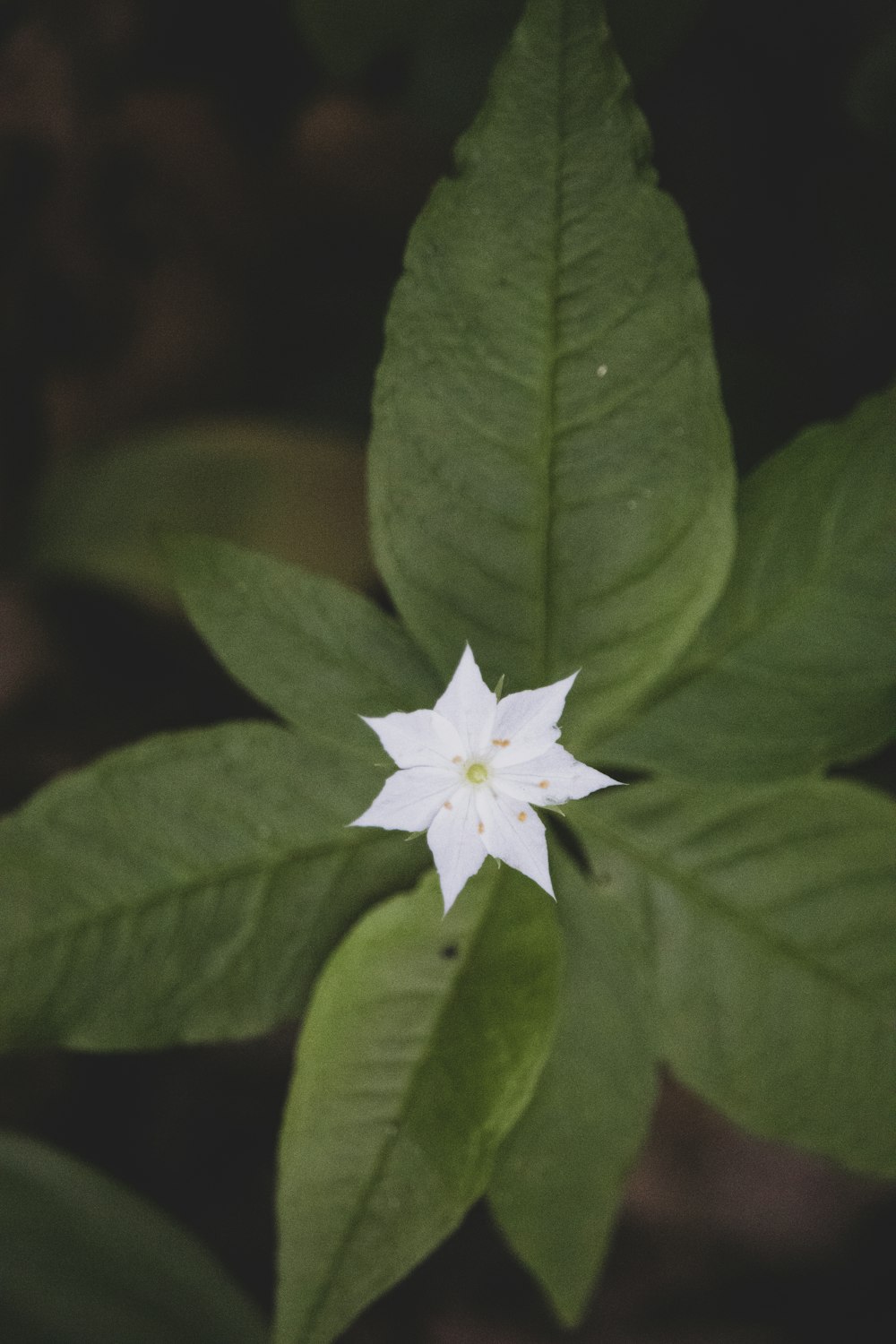 a white flower with green leaves in the background