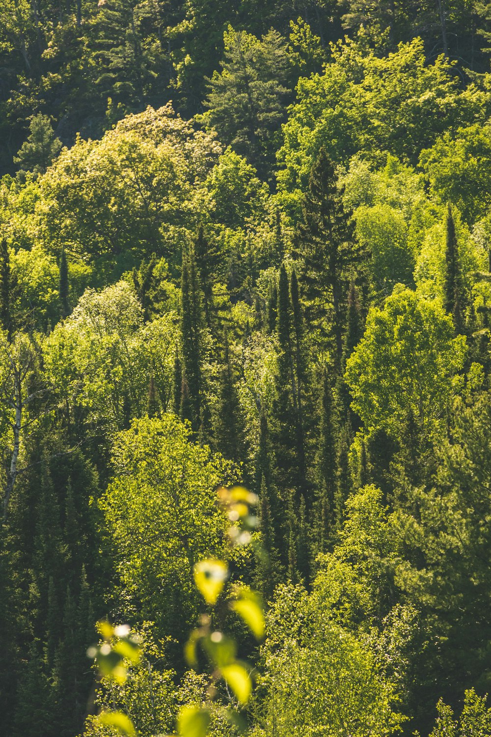 green trees during day time