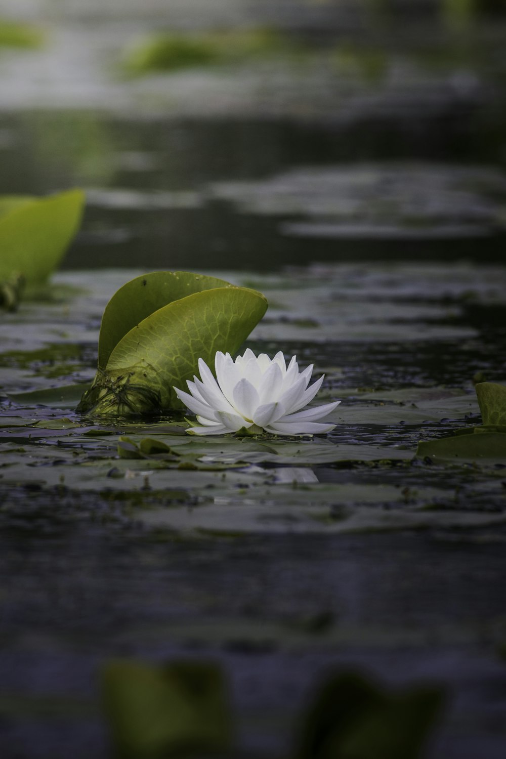 a white flower floating on top of a body of water