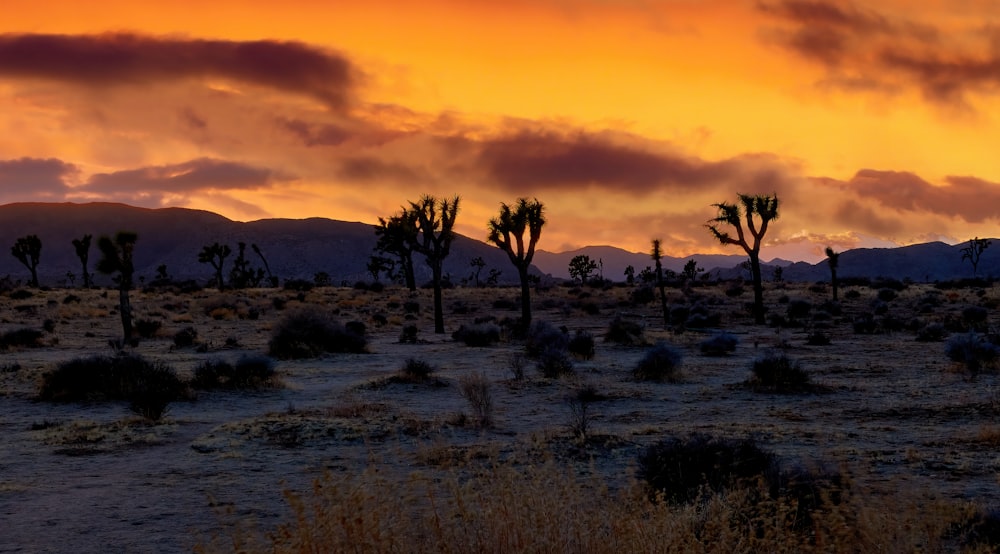 il sole sta tramontando nel deserto con molti alberi