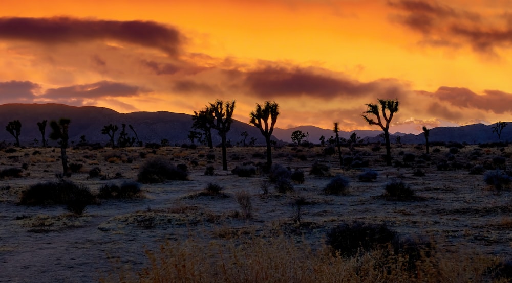 the sun is setting in the desert with a lot of trees