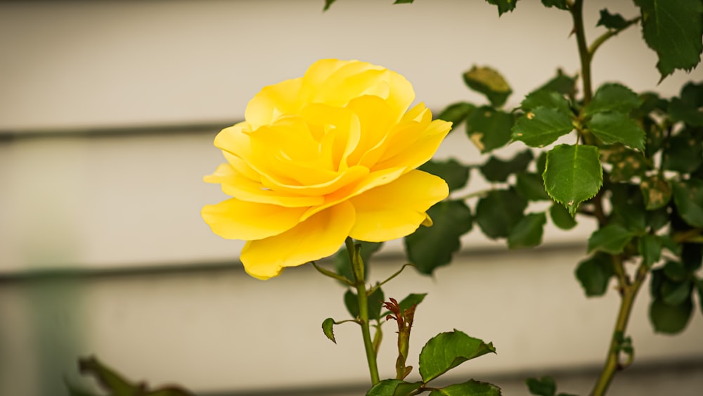 yellow flower in tilt shift lens